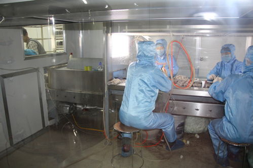 雙興新盛木耳菌包廠 優質菌包熱銷中，專業技術全程指導